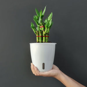 4-inch Self-Watering Planters