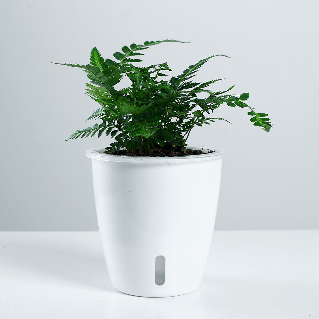bulk indoor plant pots 4.7 inch Self-Watering Planter Wholesale – Planterhoma-Wholesale